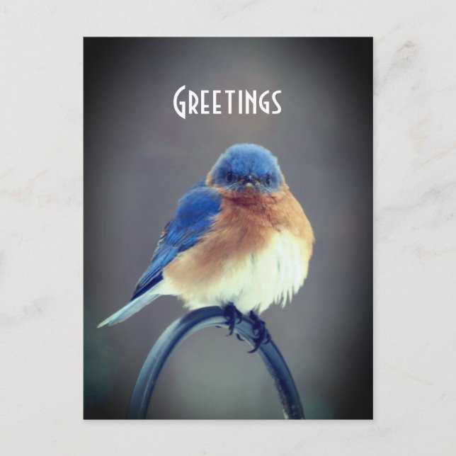 Carte Postale Bluebird (Devant)