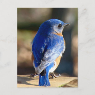 Carte Postale Bluebird de l'Est doux