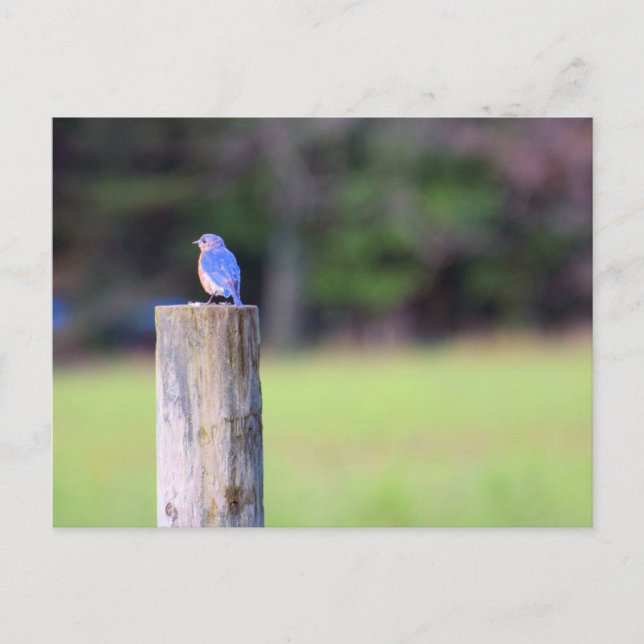 Carte Postale Bluebird de montagne (Devant)
