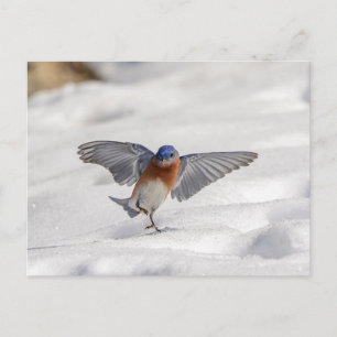 Carte Postale Bluebird oriental dansant dans la neige