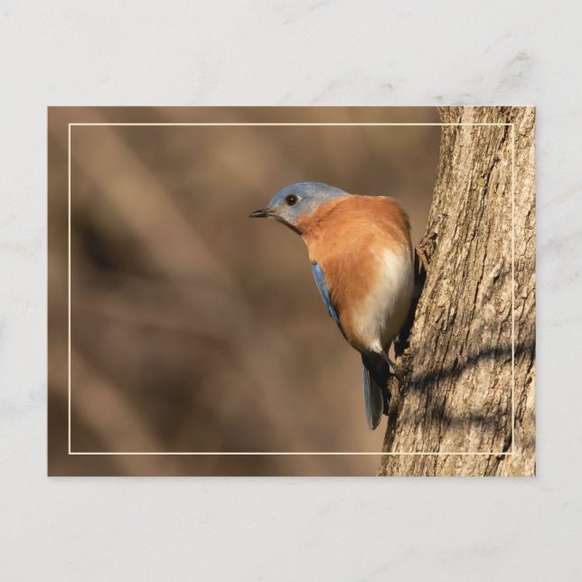 Carte Postale Bluebird, Regard sur les trottoirs (Devant)