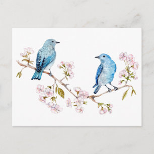 Carte Postale Bluebirds de montagne sur la branche Sakura