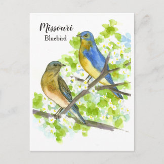 Carte Postale Bluebirds Hawthorn Tree Missouri State Bird