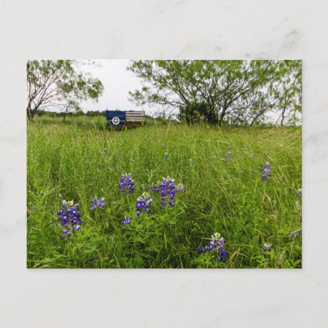 Carte Postale Bluebonnet Park, Ennis, Texas (Devant)