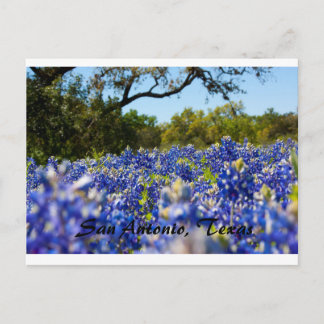 Carte Postale Bluebonnets