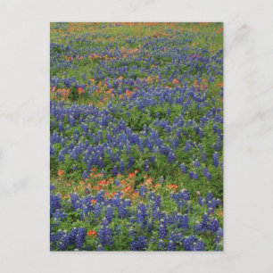 Carte Postale Bluebonnets