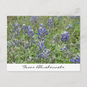 Carte Postale Bluebonnets du Texas