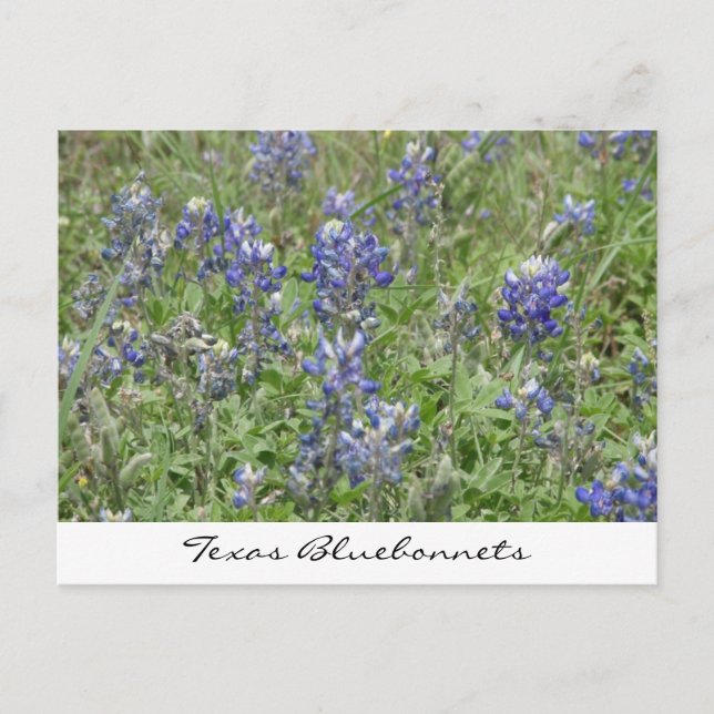 Carte Postale Bluebonnets du Texas (Devant)