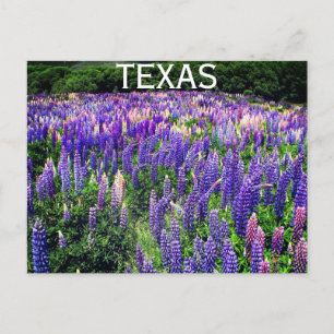 Carte Postale Bluebonnets Fleurs Bleues Texas Texan Floral