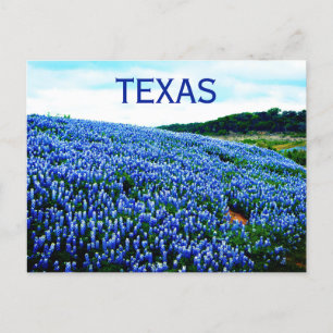 Carte Postale Bluebonnets Fleurs Bleues Texas Texan Floral