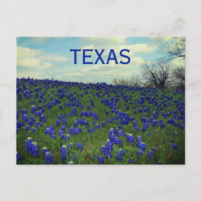 Carte Postale Bluebonnets Fleurs Bleues Texas Texan Floral Postc (Devant)