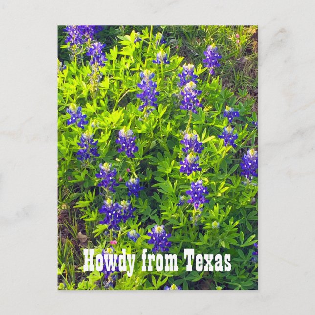 Carte Postale Bluebonnets Howdy du Texas Photo Fleur sauvage (Devant)