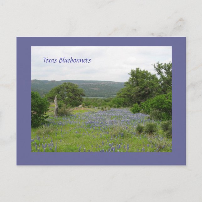 Carte Postale Bluebonnets in Texas (Devant)