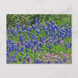 Carte Postale Bluebonnets sur Yeager Creek Rd, Johnson City, TX