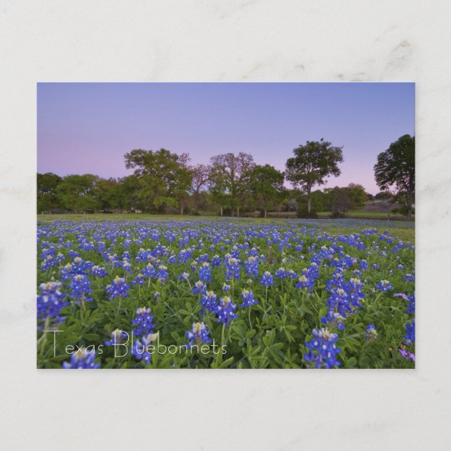 Carte Postale Bluebonnets texans en Bloom (Devant)