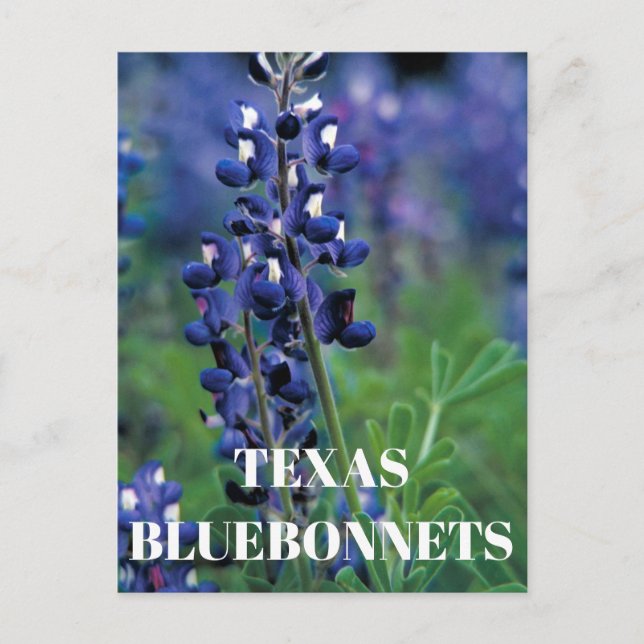 Carte Postale Bluebonnets Texas State Flower Blue Floral Lupine (Devant)