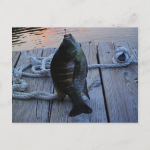Carte Postale Bluegill au coucher du soleil Lac Arrowhead