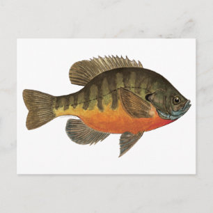 Carte Postale Bluegill Bream