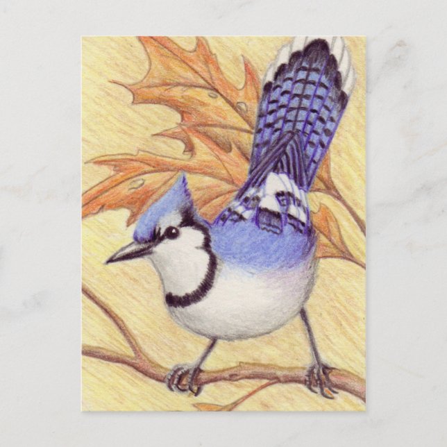 Carte postale Bluejay (Devant)