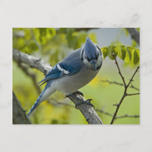 Carte postale Bluejay