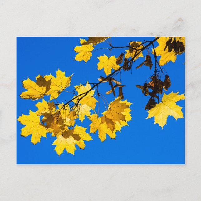 Carte Postale Blues d'automne (Devant)