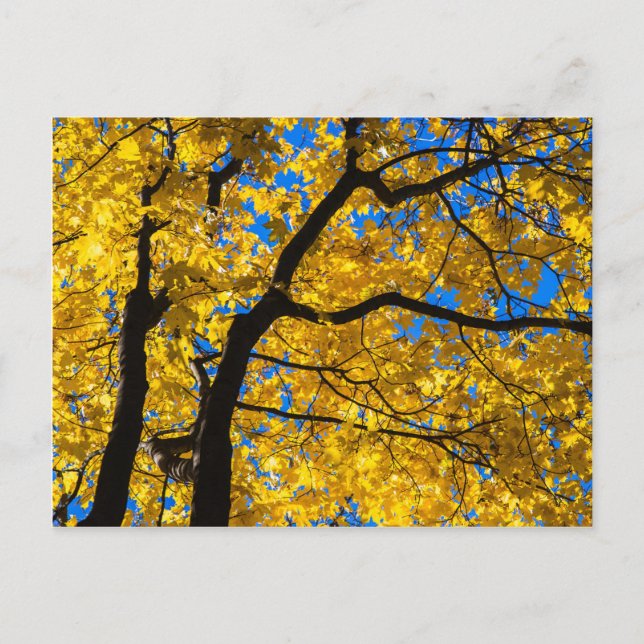 Carte Postale Blues d'automne (Devant)