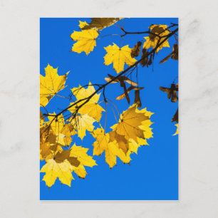 Carte Postale Blues d'automne