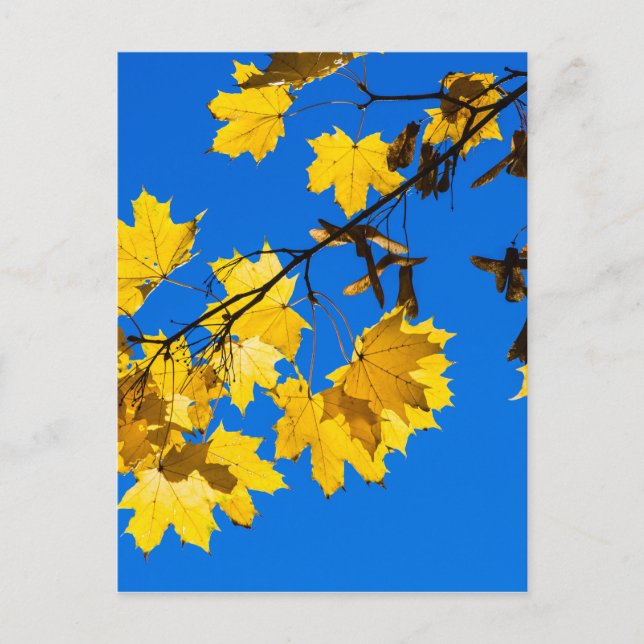 Carte Postale Blues d'automne (Devant)