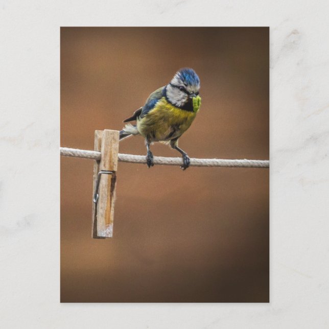 Carte Postale Bluetit sur une ligne de lavage (Devant)