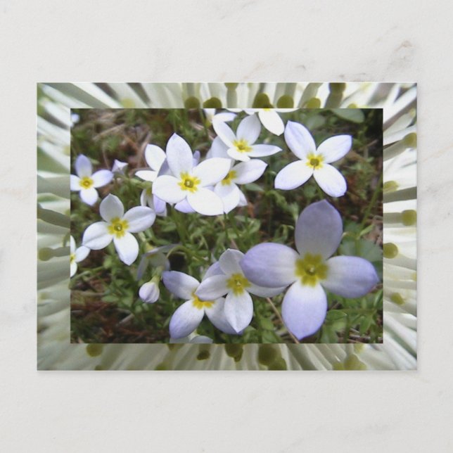 Carte Postale bluets (Devant)
