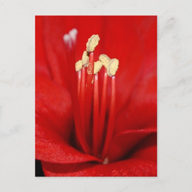 Carte Postale Blütenstaub (Devant)