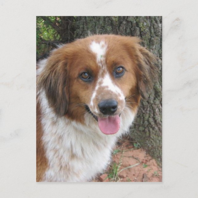 Carte Postale Bo (Devant)