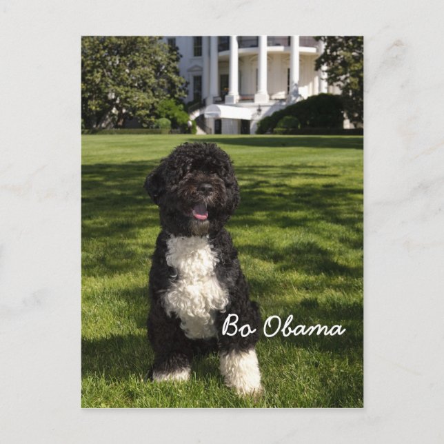 Carte Postale Bo Obama (Devant)
