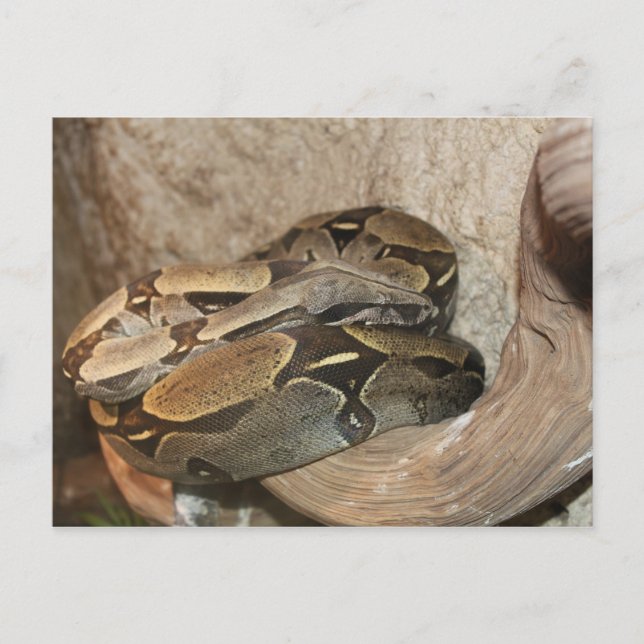 Carte Postale Boa Constrictor # 2 (Devant)