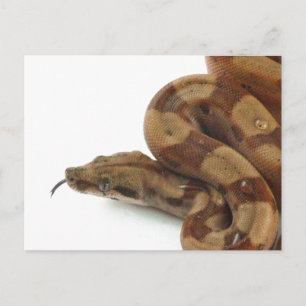 Carte Postale Boa Constrictor Coiled, Langue Flickr