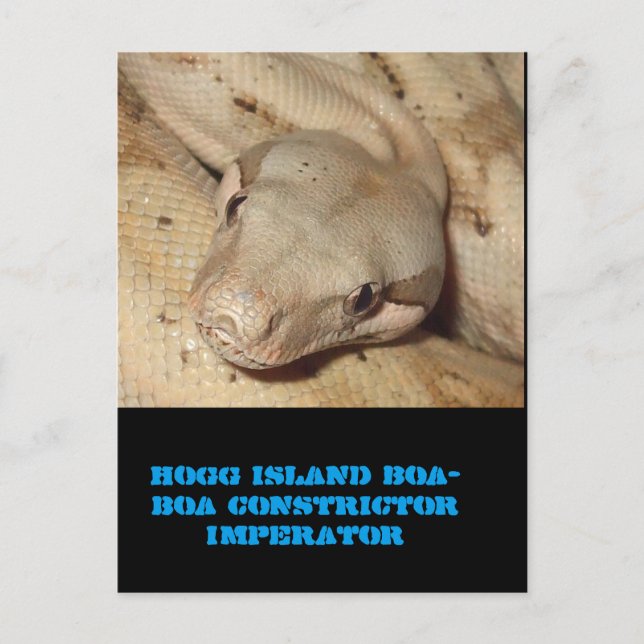 Carte Postale Boa de l'île de Hogg (Devant)