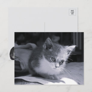 Carte Postale Bob dans la pensée - Chat noir et blanc