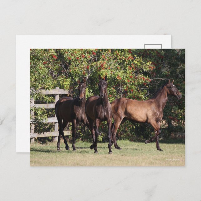 Carte Postale Bob Langrish | 3 Andalucian Youngsters Standing (Devant / Derrière)