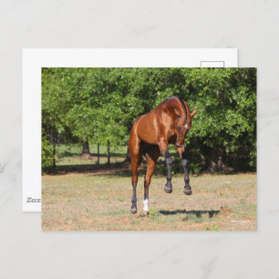 Carte Postale Bob Langrish Akhal Teke Stallion Leaping