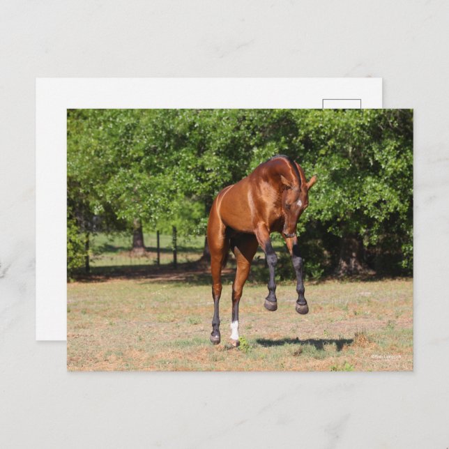 Carte Postale Bob Langrish | Akhal Teke Stallion Leaping (Devant / Derrière)