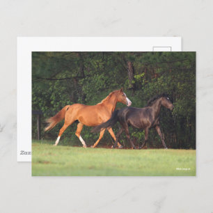 Carte Postale Bob Langrish Allemand Riding Pony Et Oldenburg