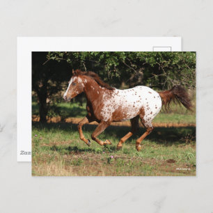 Carte Postale Bob Langrish Appaloosa Horse Running