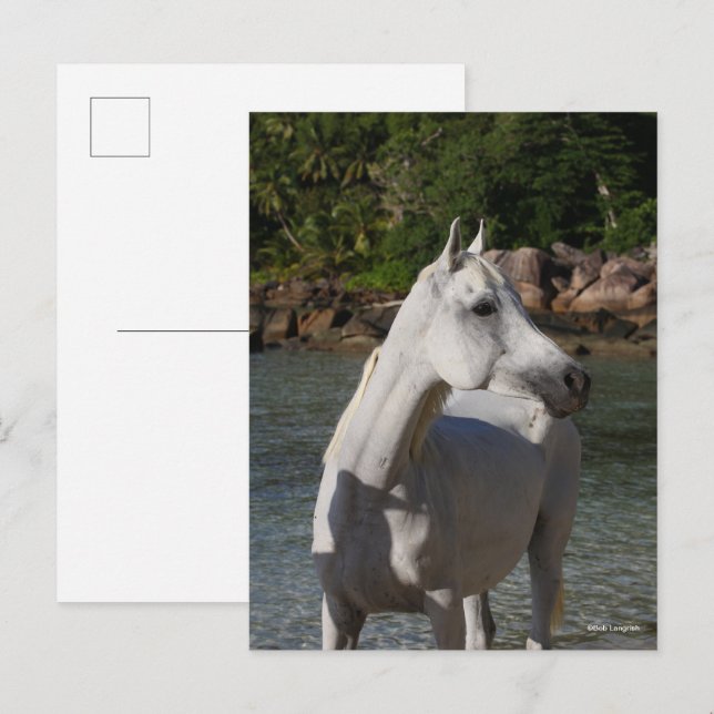 Carte Postale Bob Langrish Arab Mare Debout Dans Un Casque D'Eau (Devant / Derrière)