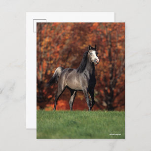 Carte Postale Bob Langrish   Arab Standing Autumn Background