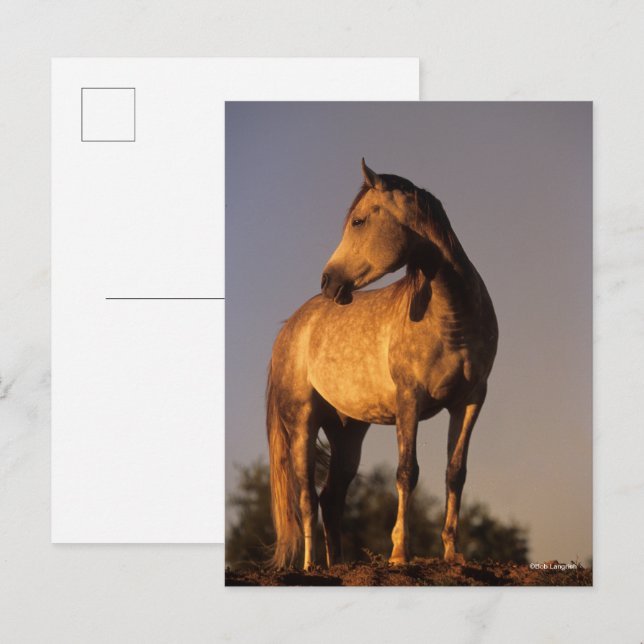 Carte Postale Bob Langrish | Arab Standing On Hill At Sunset (Devant / Derrière)
