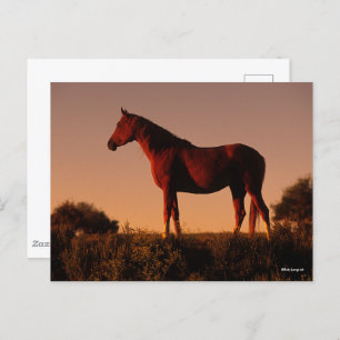 Carte Postale Bob Langrish Arabe debout Au Coucher Du Soleil