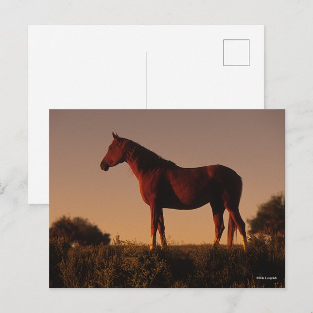 Carte Postale Bob Langrish | Arabe debout Au Coucher Du Soleil (Devant / Derrière)