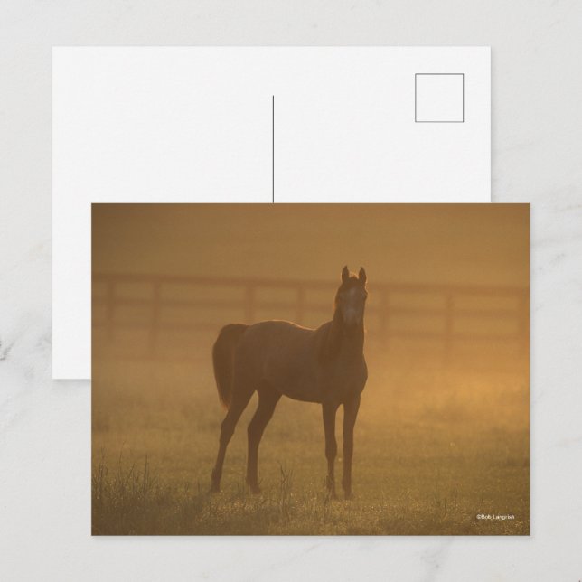 Carte Postale Bob Langrish | Arabe debout Dans La Mist (Devant / Derrière)