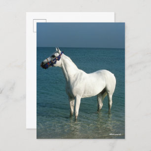 Carte Postale Bob Langrish Arabe gris debout Dans La Mer