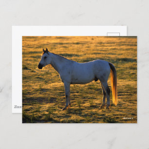 Carte Postale Bob Langrish   Arrière-lit debout